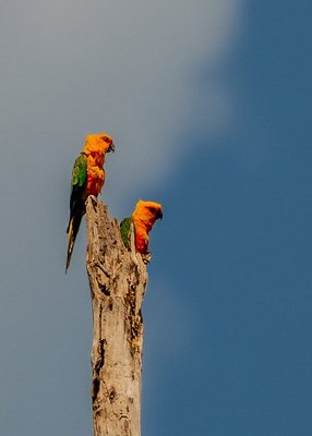 jandaia-verdadeira