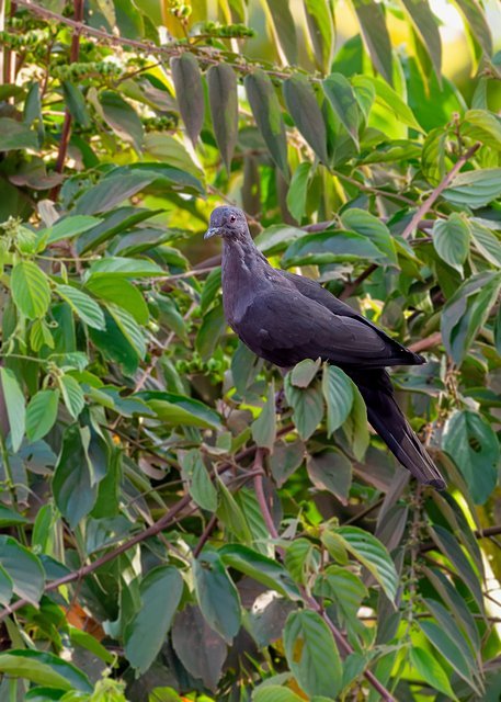 pomba-botafogo