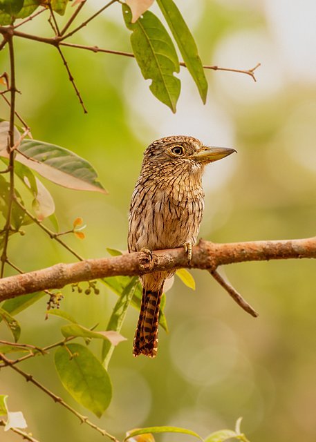 rapazinho-estriado-do-leste